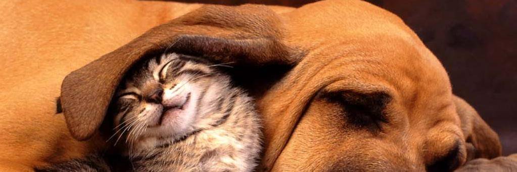 KittyEve_x's profile banner image