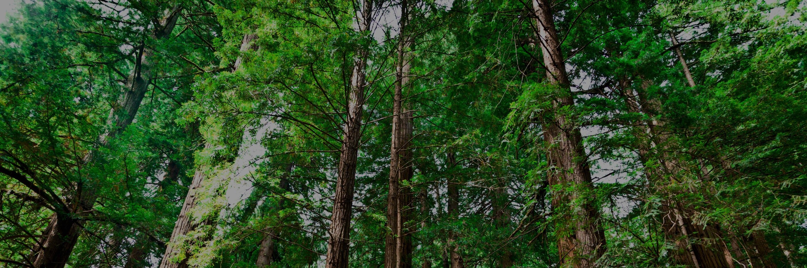 Data Engineering banner