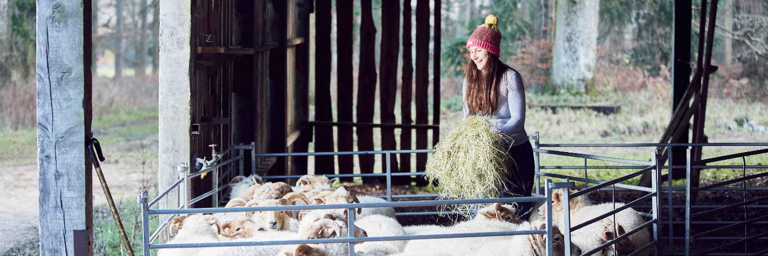 Loopy Ewes banner