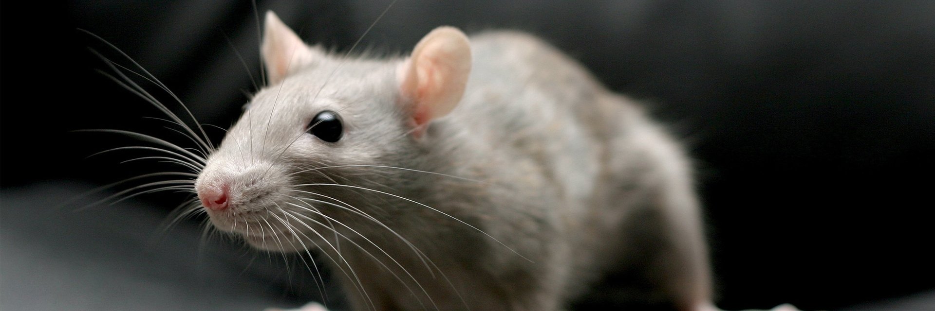 Mouse Blocker banner