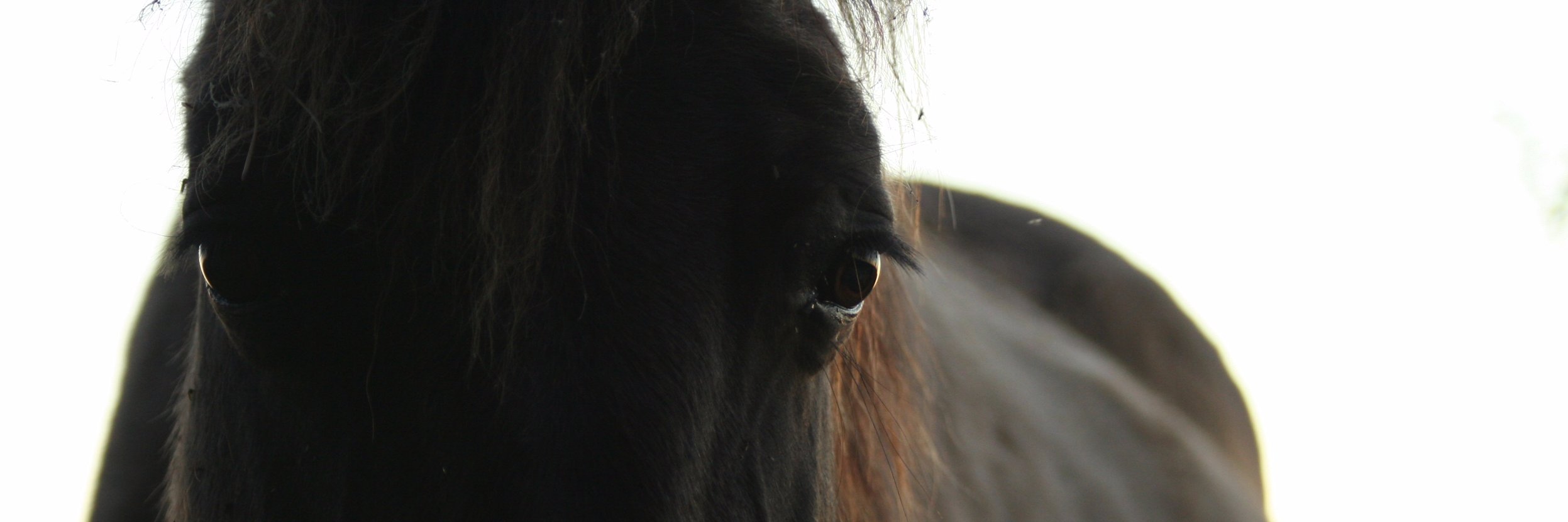 HargreevesKim's profile banner image