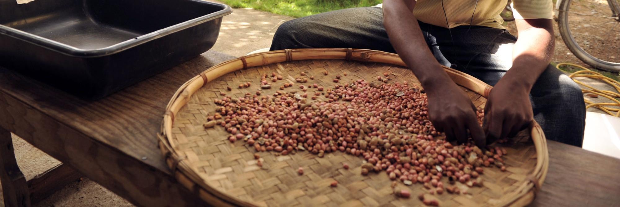 Feed the Future Peanut Innovation Lab banner