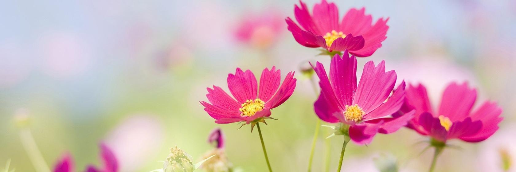 ThinkPink822's profile banner image