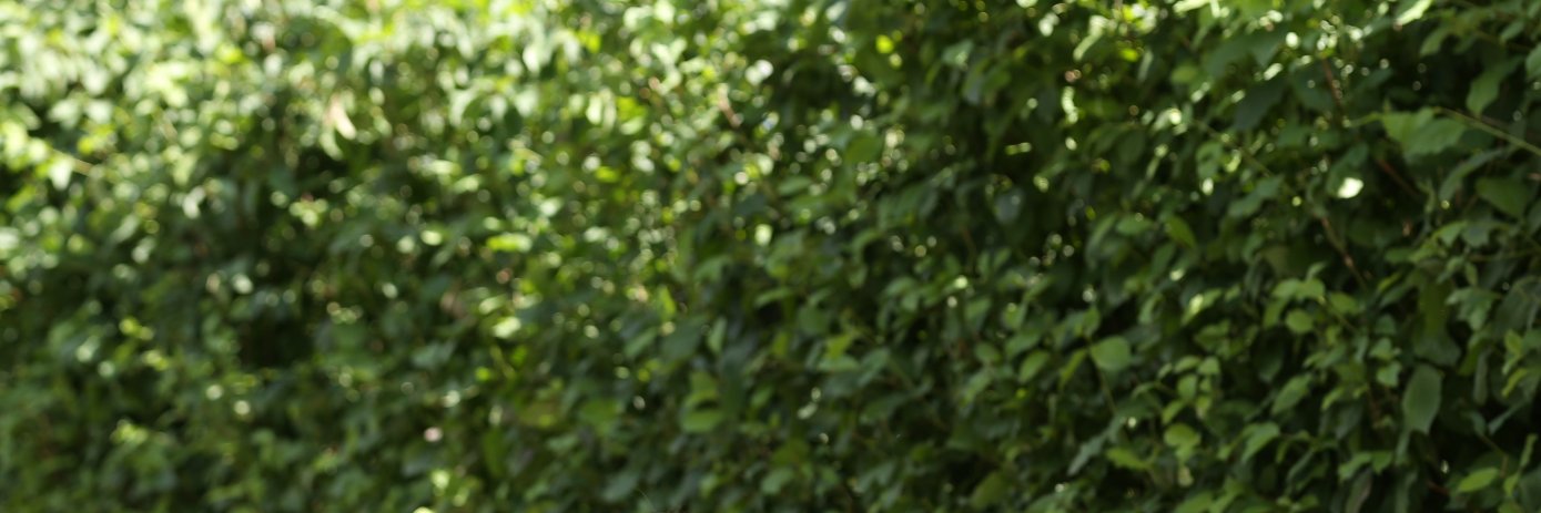 Irina_Frunza's profile banner image