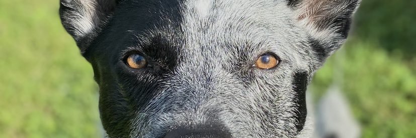 IsonAriana's profile banner image