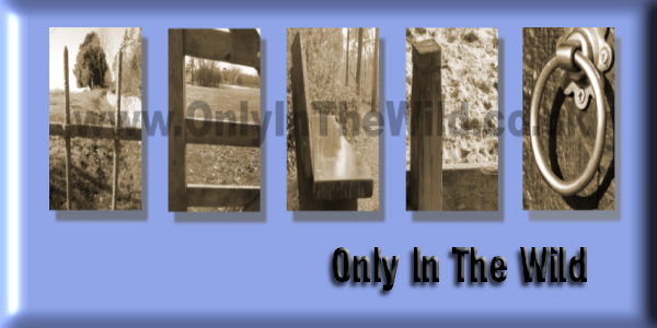 OnlyInTheWild's profile banner image