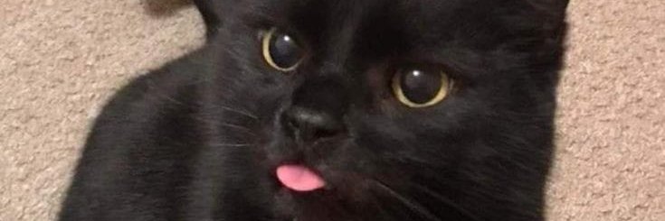 belinshow1's profile banner image
