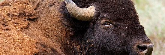 BisonteCuomo's profile banner image