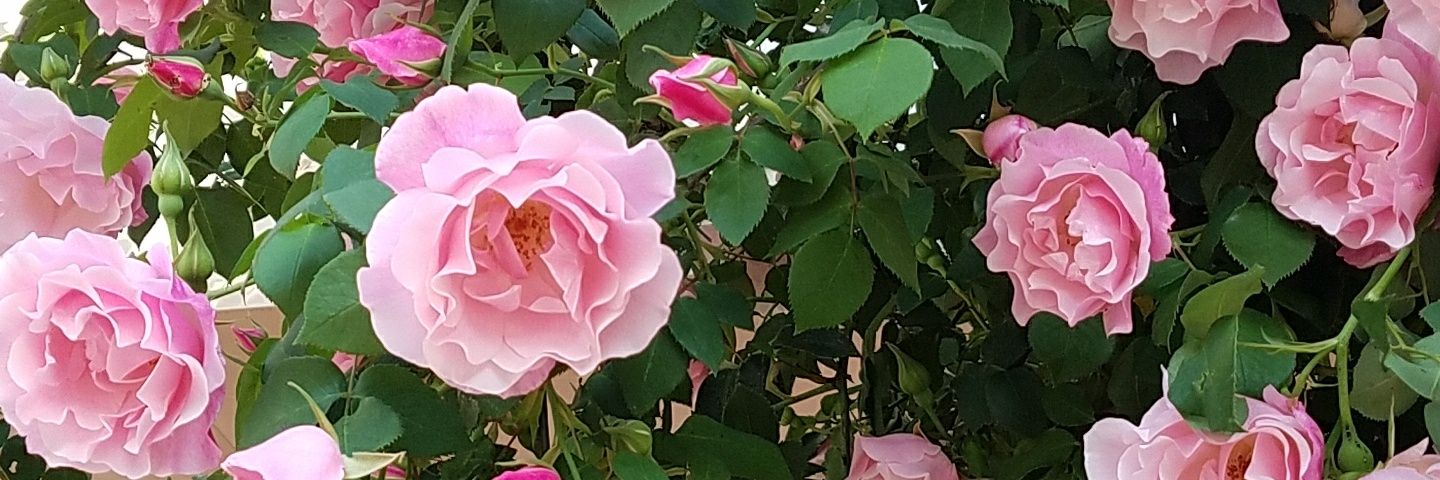 miechan5296's profile banner image