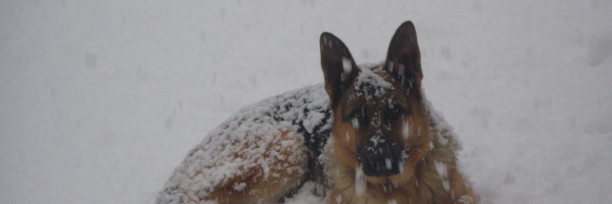 julenandoni's profile banner image