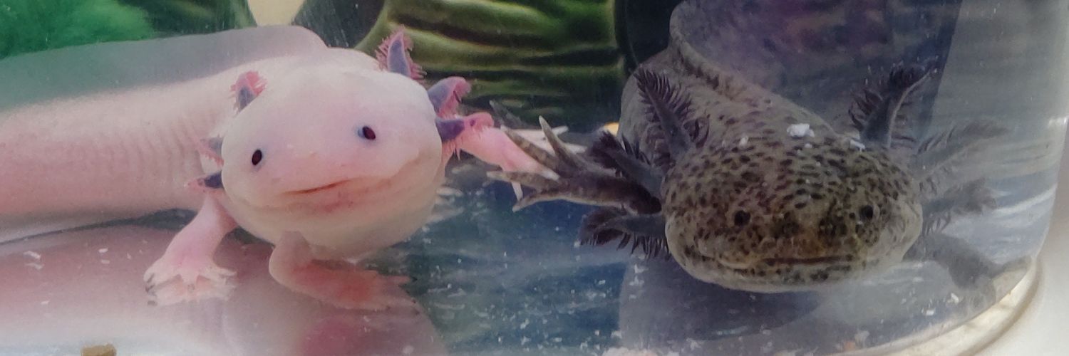 ARASHIXILE's profile banner image