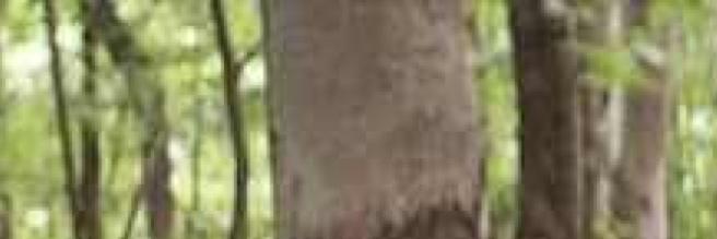 HauntedBeta's profile banner image