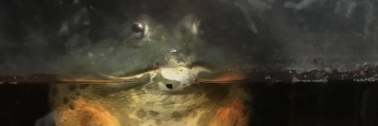 GothReptilian's profile banner image