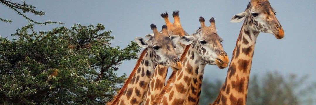 thisisTanzania's profile banner image