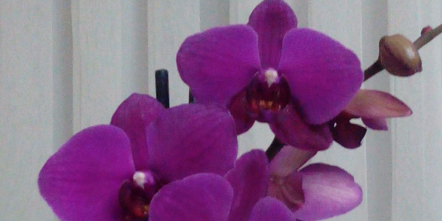 TC_Aral69's profile banner image