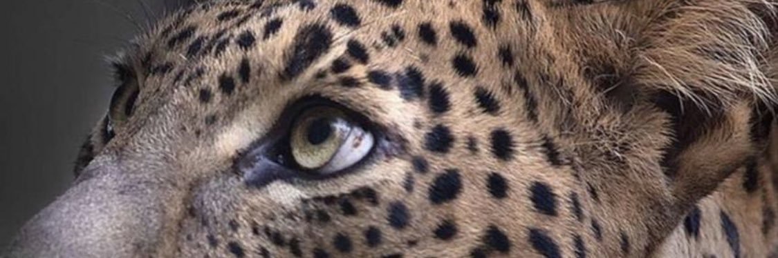 al91ia's profile banner image