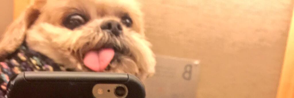 MarnieTheDog's profile banner image