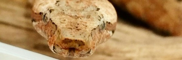 spykerexotics Profile Banner