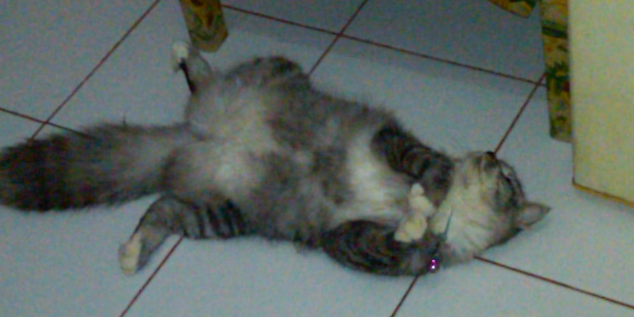 sariyooo's profile banner image