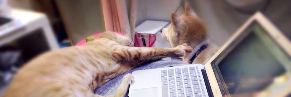 fang3377's profile banner image