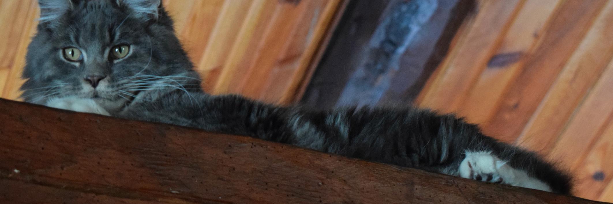 chat_orchidee's profile banner image