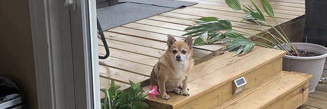 shelle_____'s profile banner image