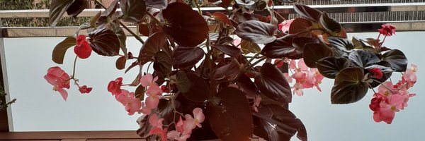 abcuengo Profile Banner