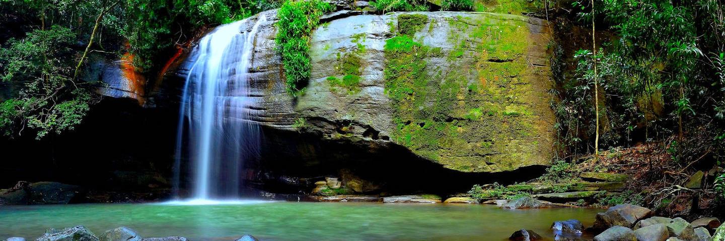 Organic Livity banner