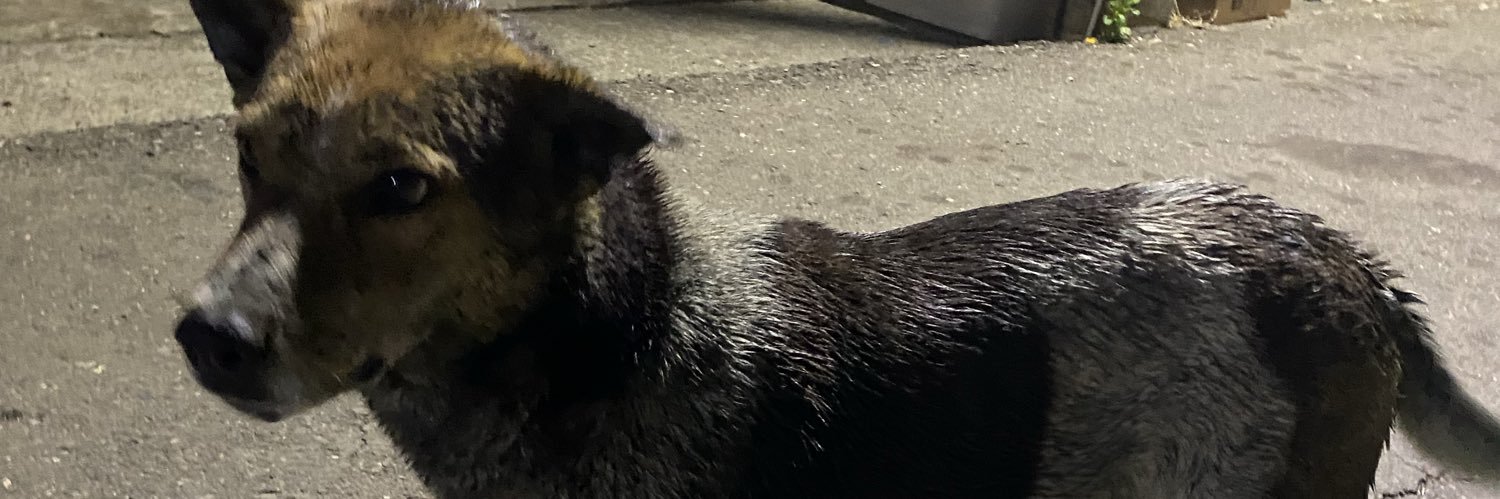 狗王 - 巴旦 banner