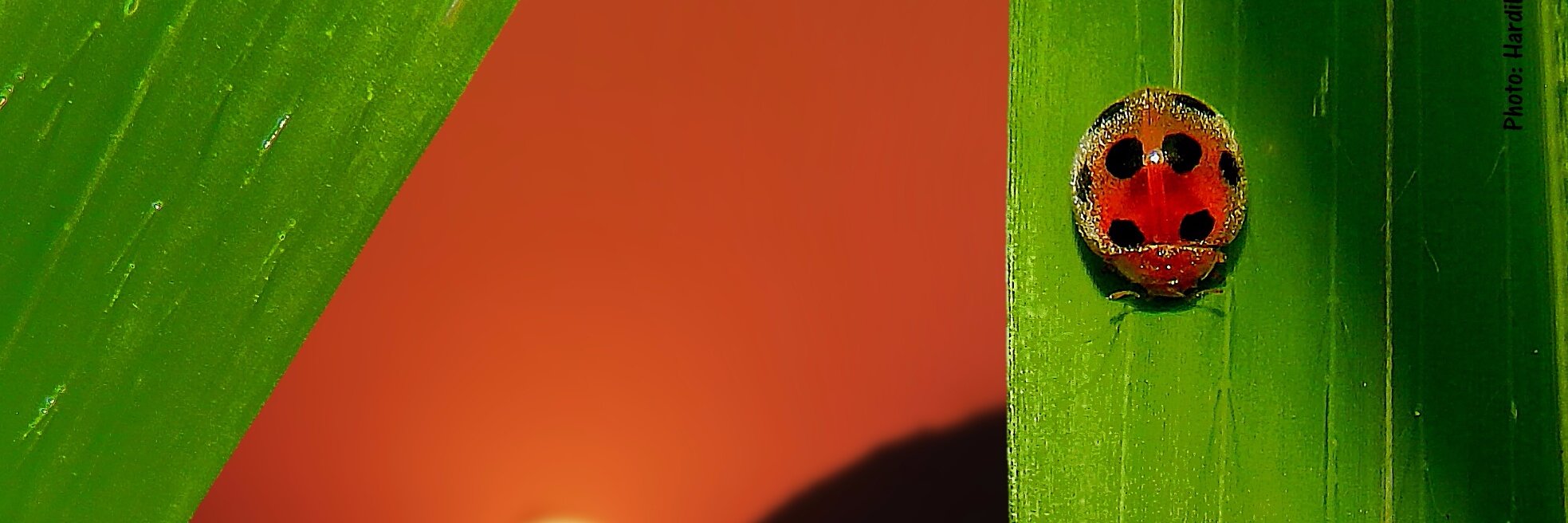 indianmothlady's profile banner image