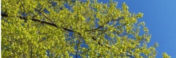 LDusan Profile Banner