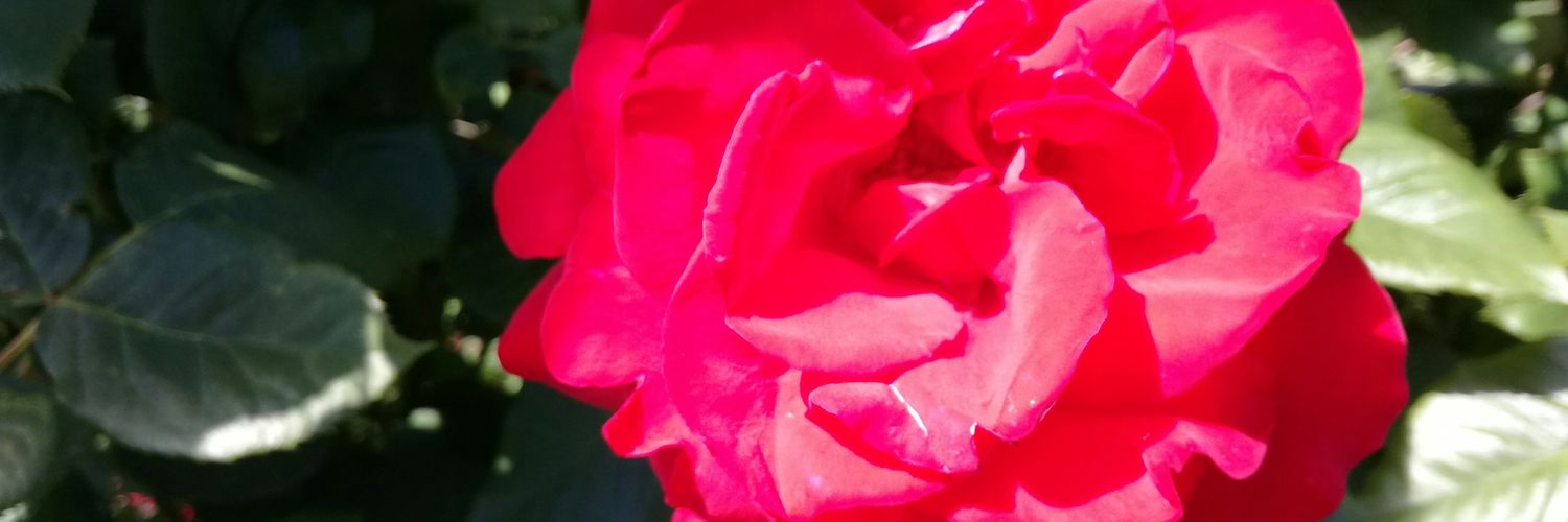 JJPRGFF's profile banner image