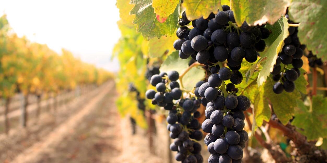 Valeria Antolin banner