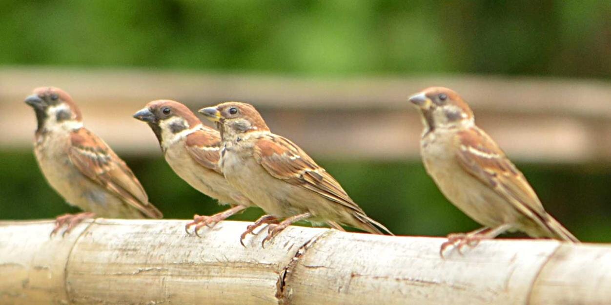 SparrowSparrow4's profile banner image