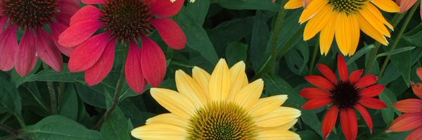 clark_debora Profile Banner