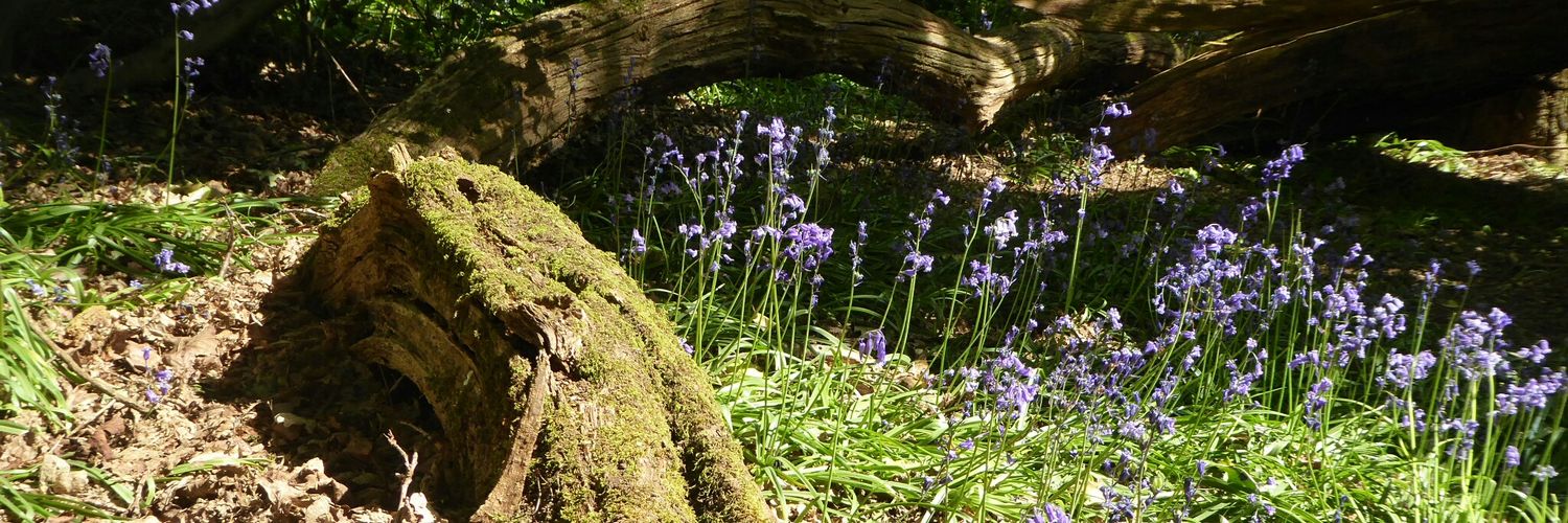 DebbieJohanson's profile banner image