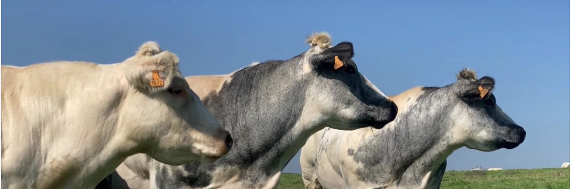 Benoit Cassart banner