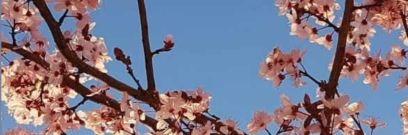 aysequlkaya's profile banner image