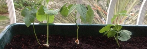 ortasit Profile Banner