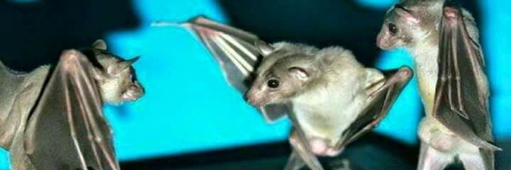 _gniteb's profile banner image