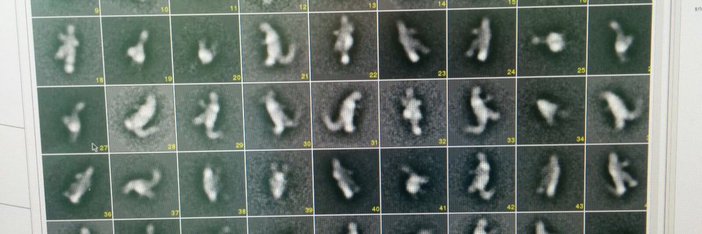 Haselbach lab's banner