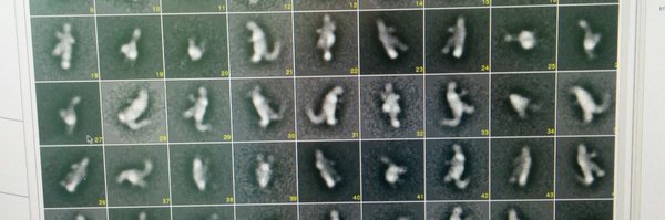 HaselbachLab Profile Banner