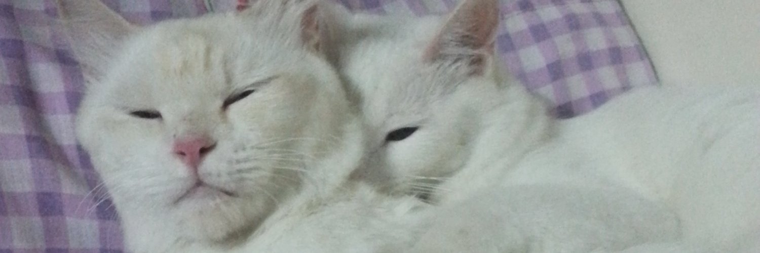choowlf's profile banner image
