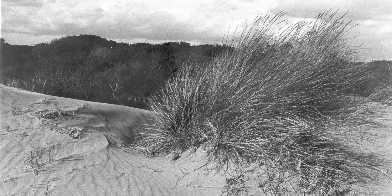 volemdunes's profile banner image