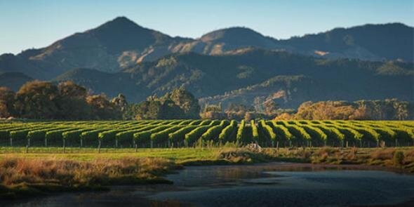 Nobilo Wine banner