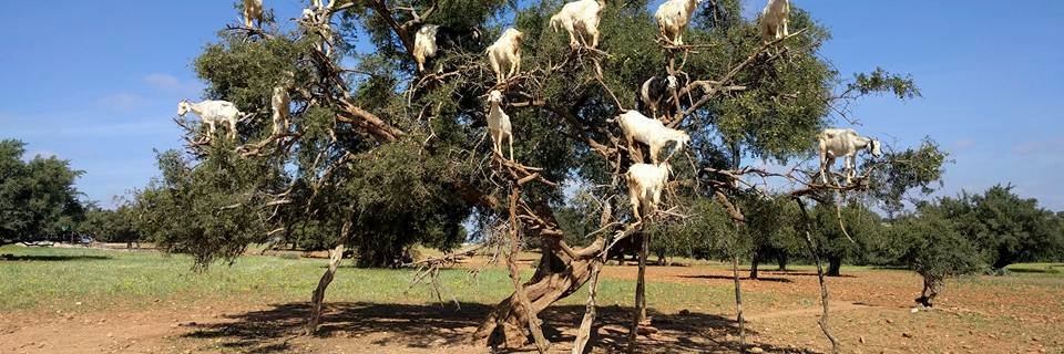 Frank Brix Pedersen banner