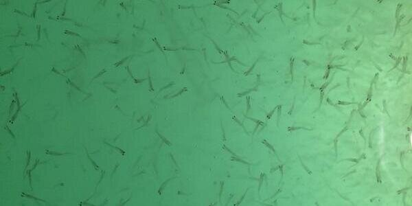 kyfishhatchery's profile banner image