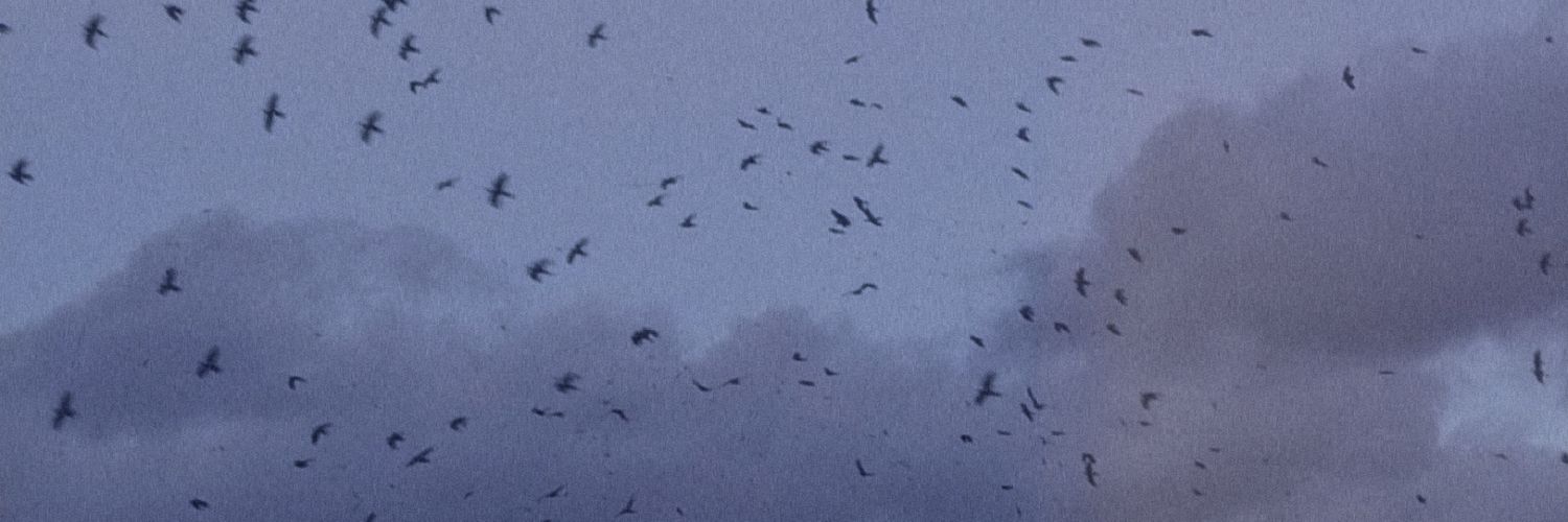 воробушек 🪶 banner