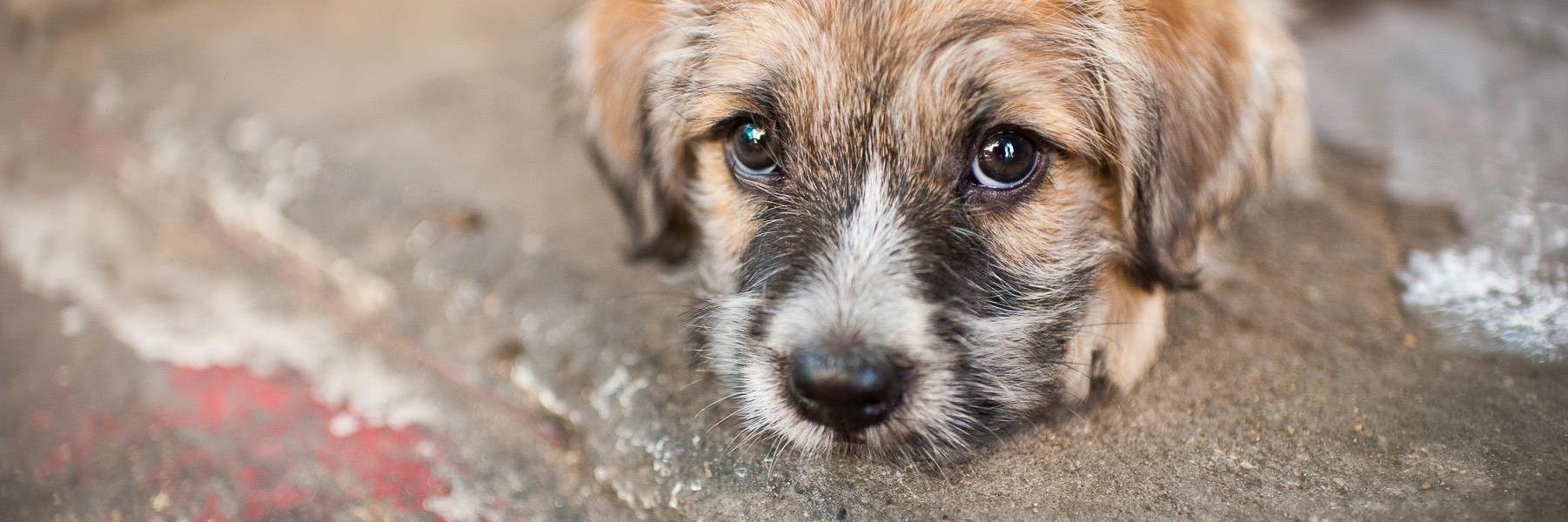 StreetMutts's profile banner image