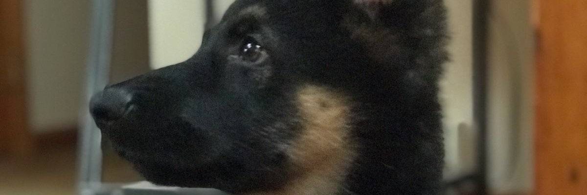 CodyEppley's profile banner image